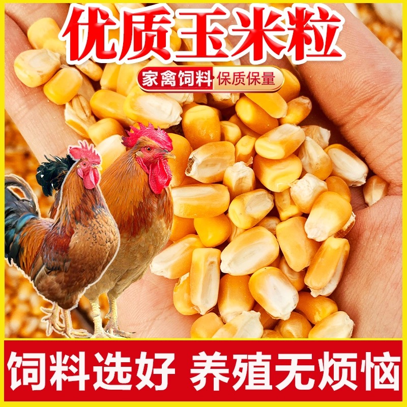 干玉米粒喂鸡鸽粮老玉米