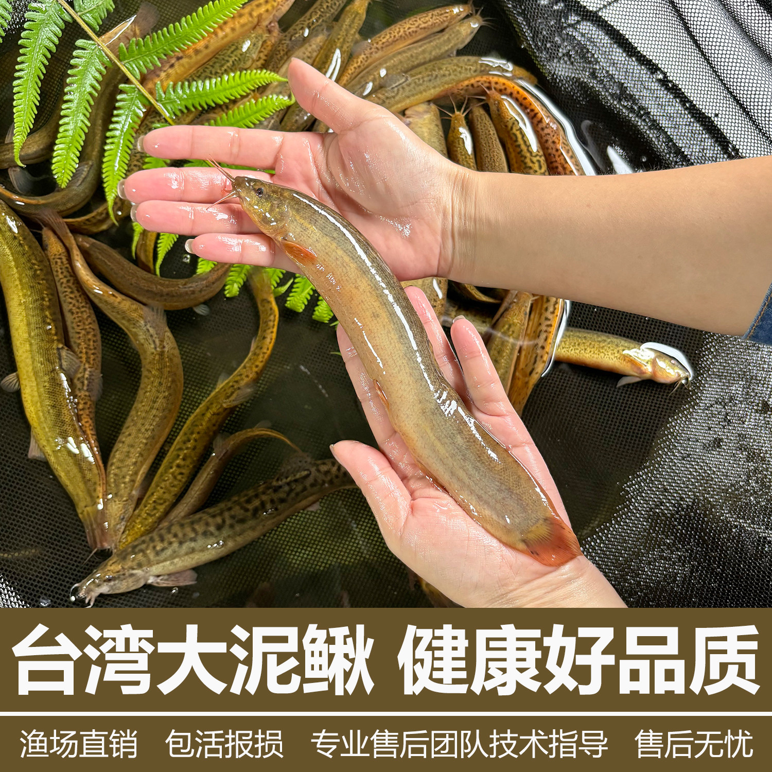 台湾泥鳅苗大活活饵圆鳅鲜活活体喂食观赏鱼台鳅淡水鱼苗大号批发
