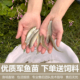 军鱼苗活鱼淡水养殖食用光倒刺鲃鱼冷水鱼黄娟鱼苗观赏鱼鱼苗活体