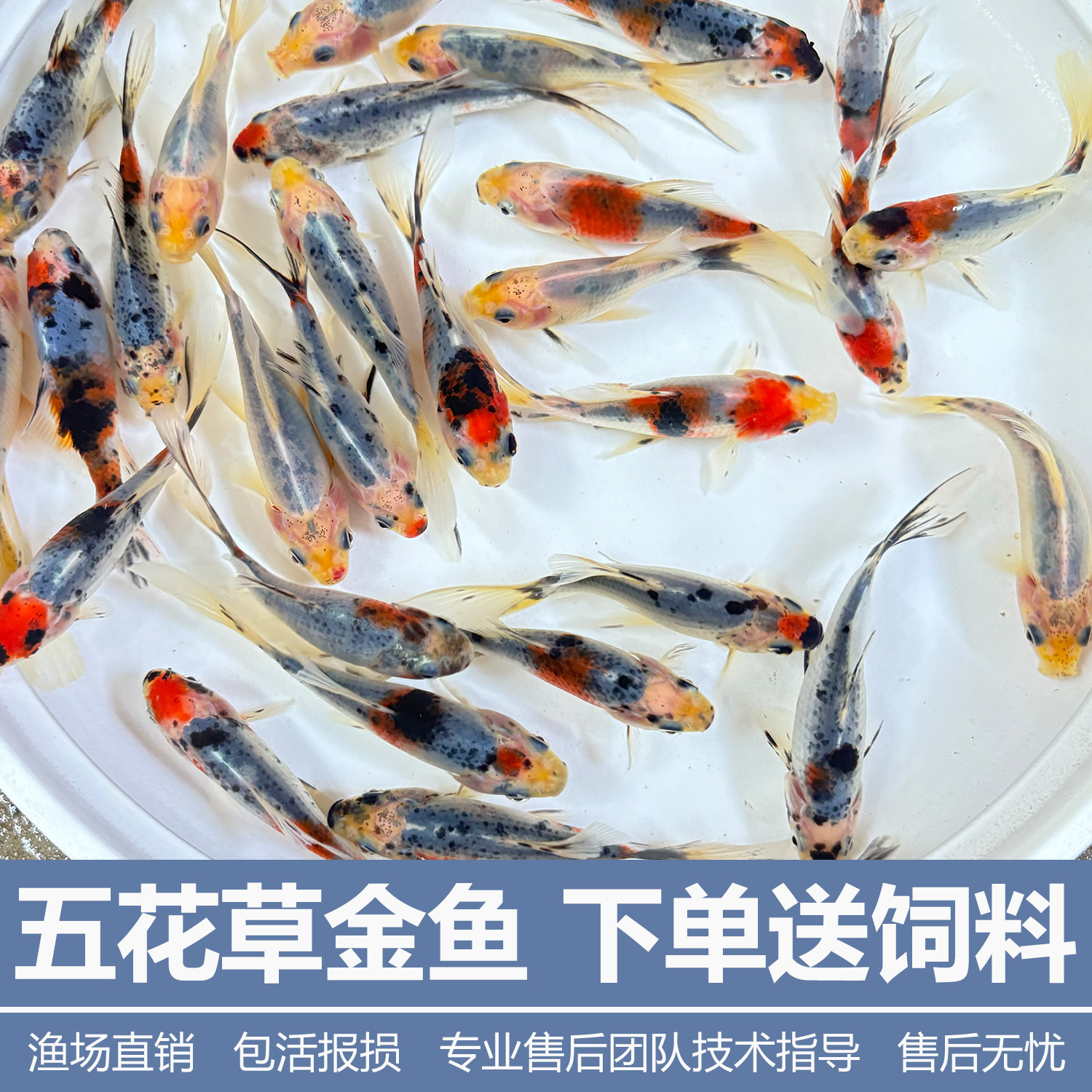 兰花草金冷水观赏鱼好养耐活五花草金鱼苗水墨兰花练手鱼自来水养