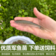 军鱼苗光倒刺鲃鱼苗河石坚鱼苗观赏鱼苗黄娟鱼苗淡水养殖食用鱼苗