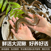 台湾泥鳅苗大活活饵圆鳅鲜活活体喂食观赏鱼台鳅淡水鱼苗大号批发