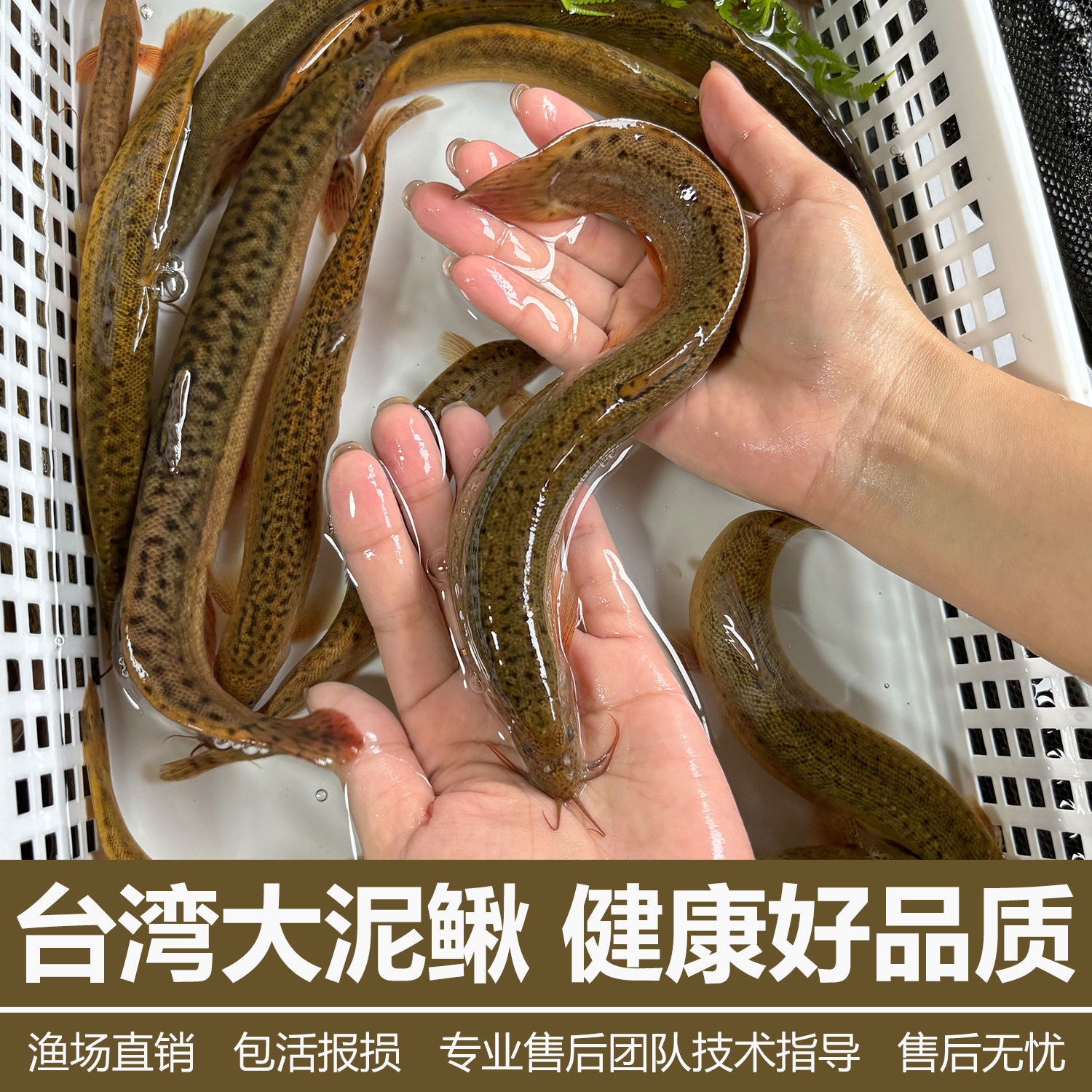 台湾泥鳅苗大活活饵圆鳅鲜活活体喂食观赏鱼台鳅淡水鱼苗大号批发