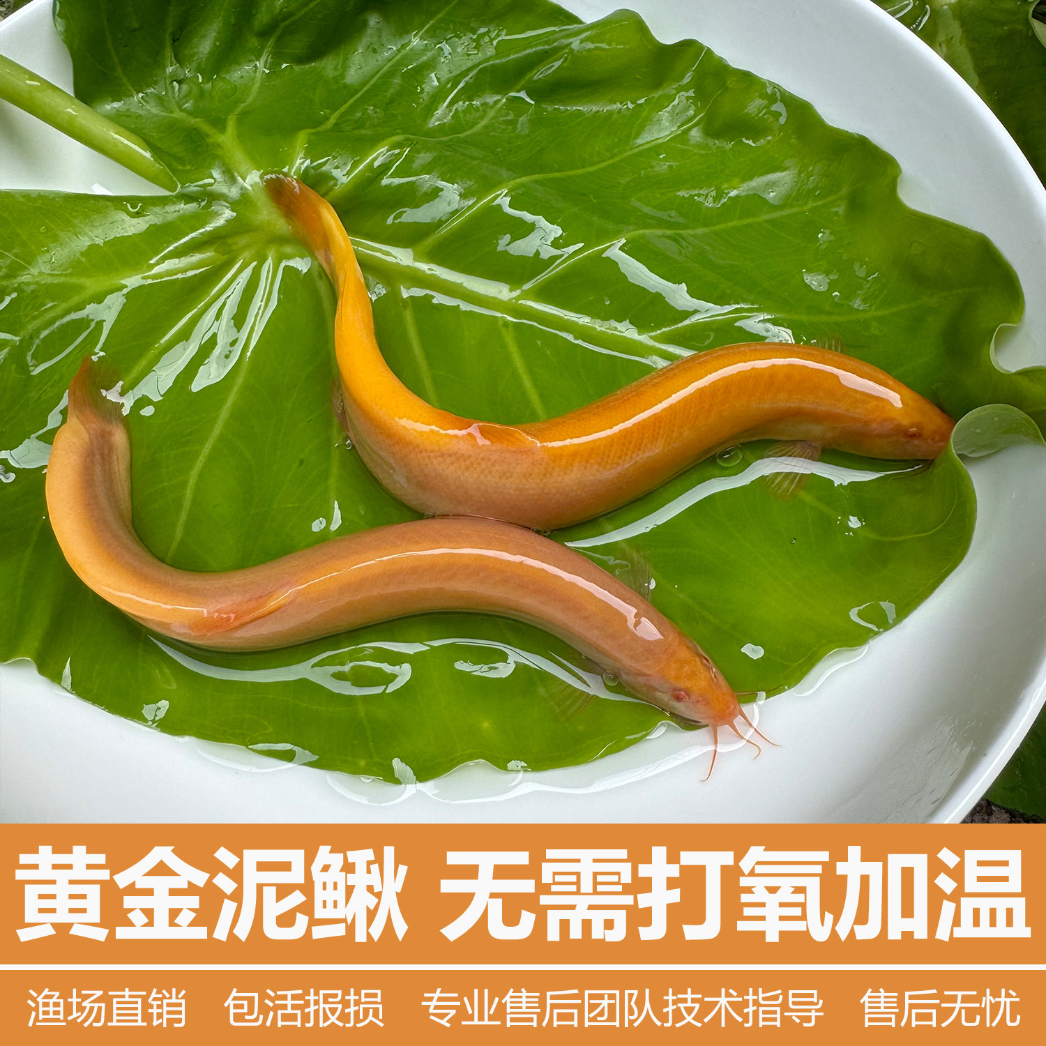 黄金泥鳅冷水清道夫鱼缸除藻清洁工具鱼新练手活鱼观赏可食用