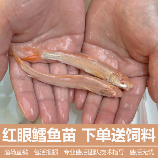 红眼鳕鱼苗白子精选龙赤目红眼银鳕鱼苗冷水观赏食用鱼活体包活