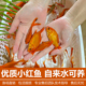 红锦鲤红锦鲫小红金鱼观赏鱼小型淡水冷水鱼耐活好养捞鱼批发