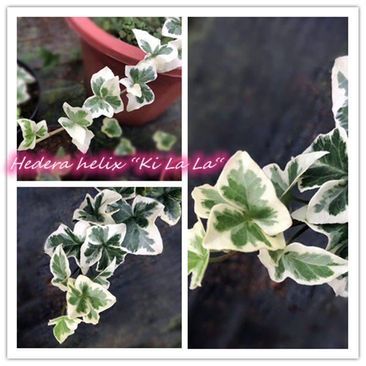 常春藤 琪拉拉 Hedera helix “ Ki La La‘ 稀有品种