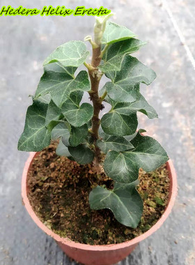 常春藤 直立  Hedera Helix  Erecta' 稀有品种