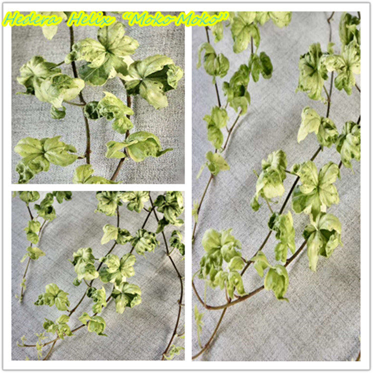 常春藤  魔果 Hedera Helix “Moko moko”   稀有品种