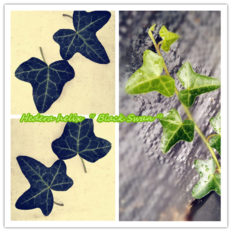 常春藤  黑天鹅 Hedera helix “ Black Swan”  稀有品种