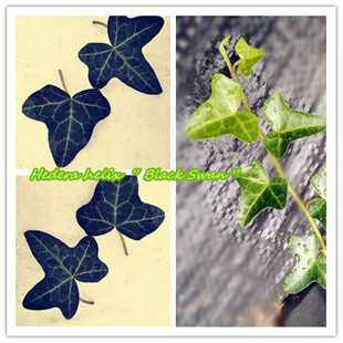 黑天鹅 Swan Hedera Black 稀有品种 helix 常春藤