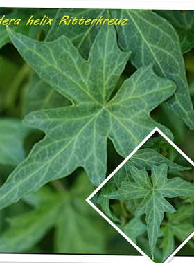 常春藤 十字勋章 Hedera Helix Ritterkreuz 稀有品种
