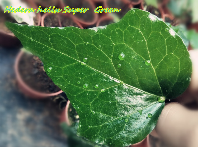 常春藤大叶青叶Hedera  helix Super  Green“稀有品种