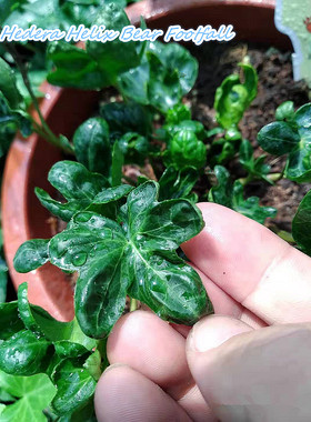 常春藤 小熊的脚步声  Hedera HelixBear Footfall 足音 稀有品种