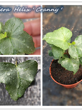 常春藤 裂纹 Hedera Helix ' Cranny ' 稀有品种
