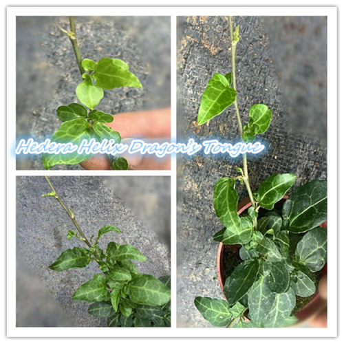 常春藤 龙之舌 Hedera Helix Dragon’s Tongue  稀有品种