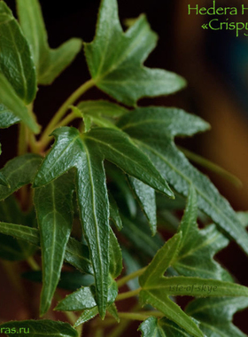 常春藤 小飞机 Hedera Helix ’Crispy‘ 稀有品种
