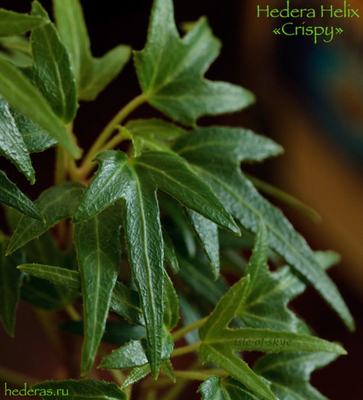 常春藤 小飞机 Hedera Helix ’Crispy‘ 稀有品种