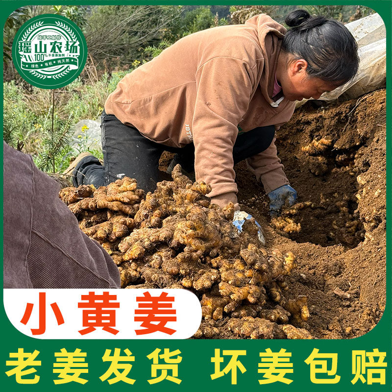 2025新姜小黄姜老姜味浓包邮