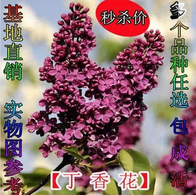 丁香花苗庭院 盆栽可开花植物丁