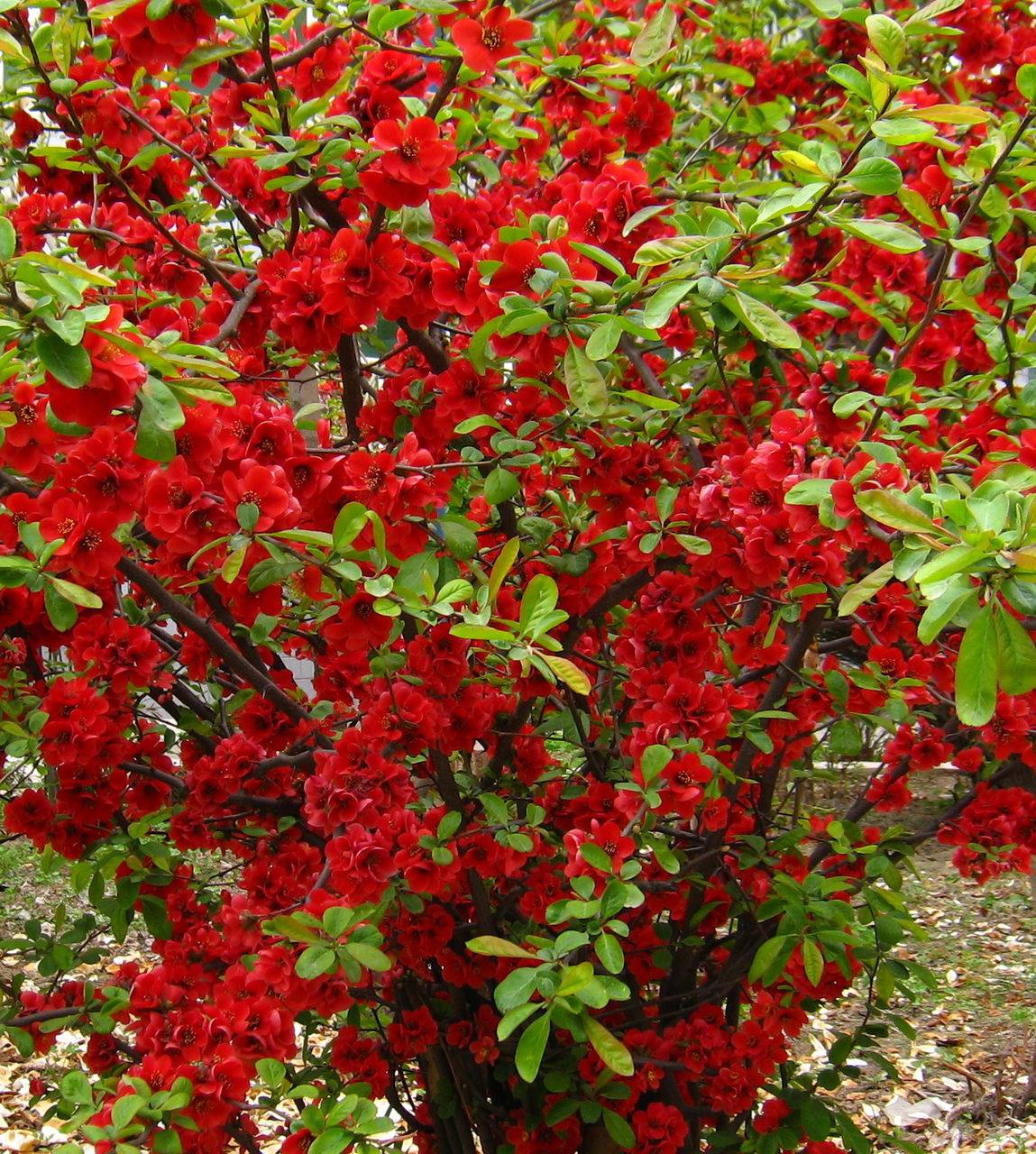 复色海棠又名东洋锦盆栽 海棠花苗 大花海棠  海棠木瓜海棠