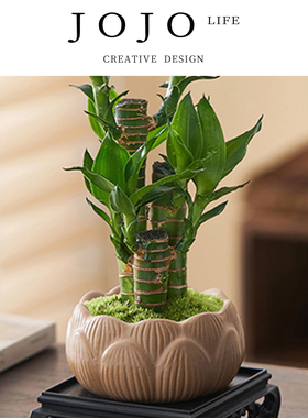 JOJO'S L. PD.Presented.绿植富贵竹室内植物节节高桌面好 | 赠蝙