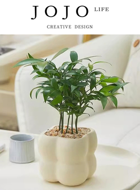 JOJO'S L. PD.oriole.绿植花卉盆栽发财树四季常青好养活  | 莺撇