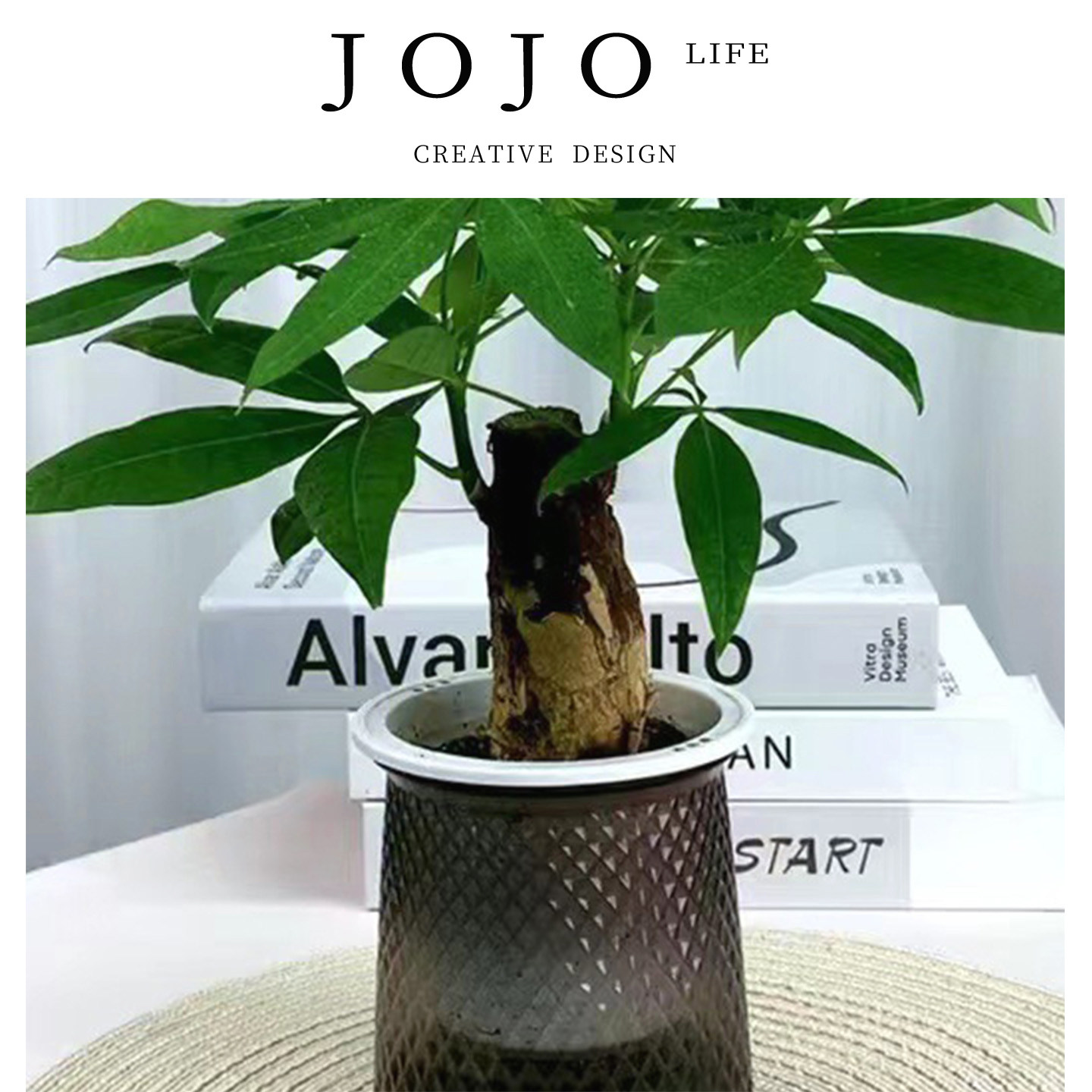 JOJO'SLIFEPD灰透塑胶盆富贵竹