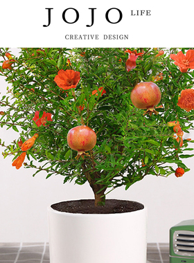 JOJO'S L. PD.Money.石榴花盆栽带花观赏果树苗室内盆景 | 潇拷