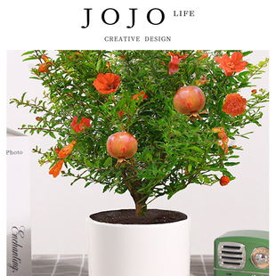 PD.Money.石榴花盆栽带花观赏果树苗室内盆景 潇拷 JOJO