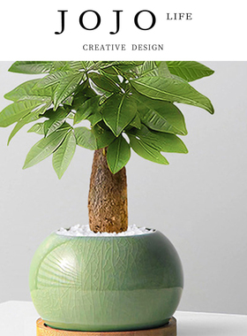 JOJO'S L. PD.Guardian.绿植发财树桌面盆栽创意植物懒人 | 守掩