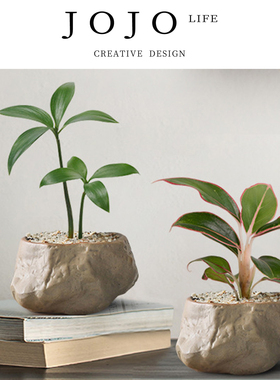 JOJO'S L. PD.Superficial.绿植罗汉松迷你盆栽创意绿植物 | 叨浅