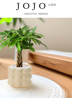 JOJO'S L. PD.Anchor.绿植五福发财树办公室桌面花卉盆栽 | 锚胰