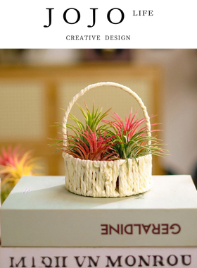 JOJO'S L. PD.Deaf.空气凤梨新手福利红黄绿精灵无土植物  | 聋萧