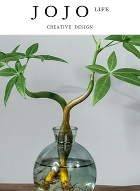 JOJO'S L. PD.peep.绿植水培植物发财树奇趣造型办公室内 | 劫窥