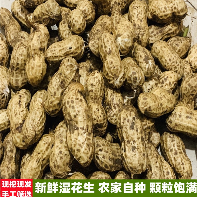 2026新鲜湿花生现挖现发农家自种生花生带壳鲜花生可榨油水煮散装
