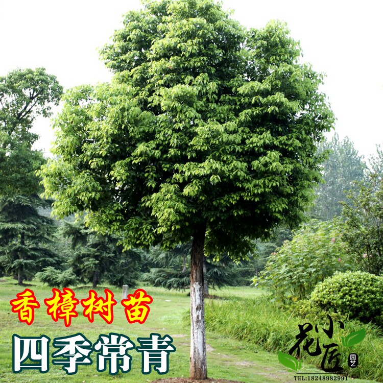 珍贵名树名贵树苗香叶香樟树苗风景树苗四季常青庭院绿化四季室内