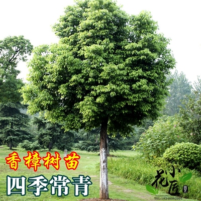 珍贵名树名贵树苗香叶香樟树苗风景树苗四季常青庭院绿化四季室内