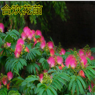 苗新款梅树 五针松杏树小苗银叶金澳洲香水合欢树苗南北方种植