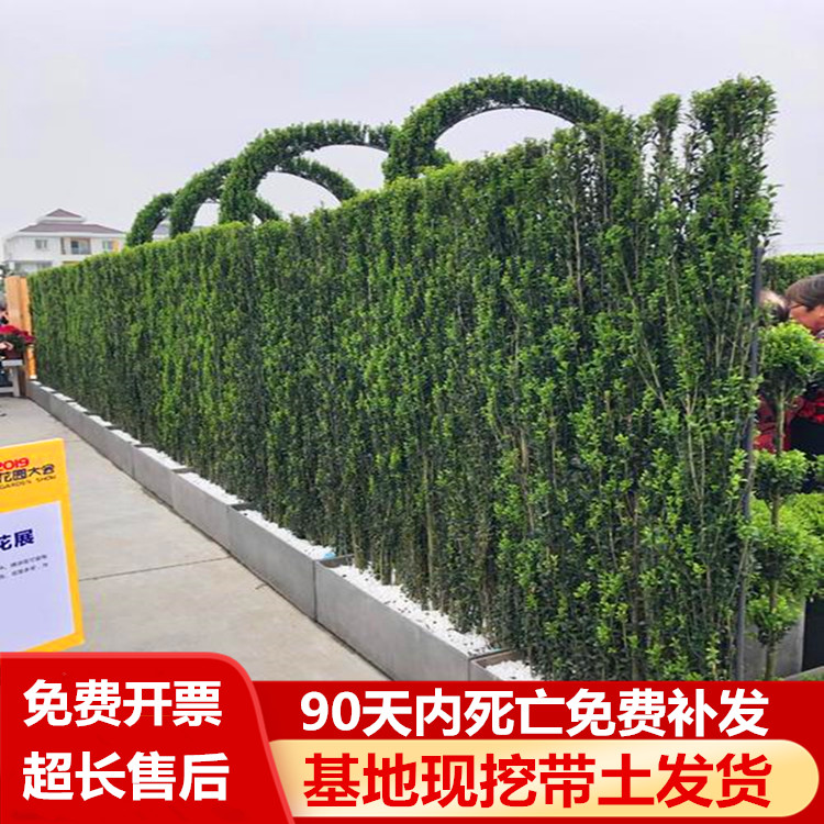 北海道冬青树苗四季常绿大叶黄杨室外庭院篱笆围墙盆栽南北方种植