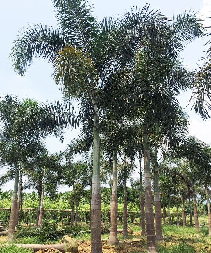 狐尾椰子苗四季常绿观叶植物庭院花园艺树苗观赏盆栽澳大利亚进口