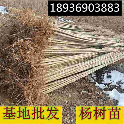 白杨树苗 白杨树 杨树苗 107速生杨树苗 植树造林 白杨苗包邮