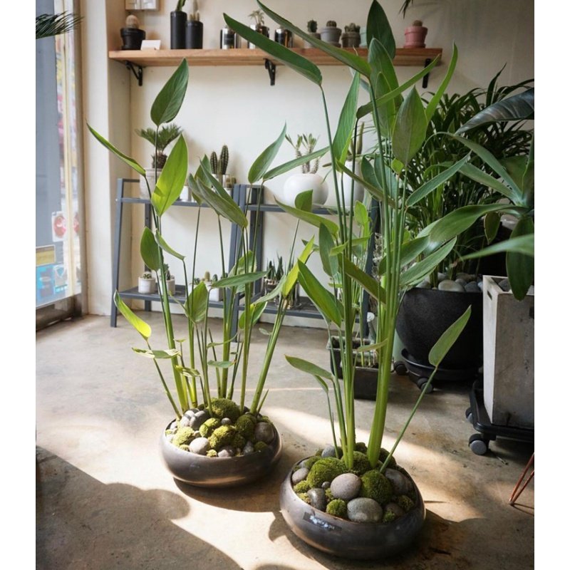 新品户外庭院水池水景水生植物水培绿植大型盆栽水上天堂鸟再力花