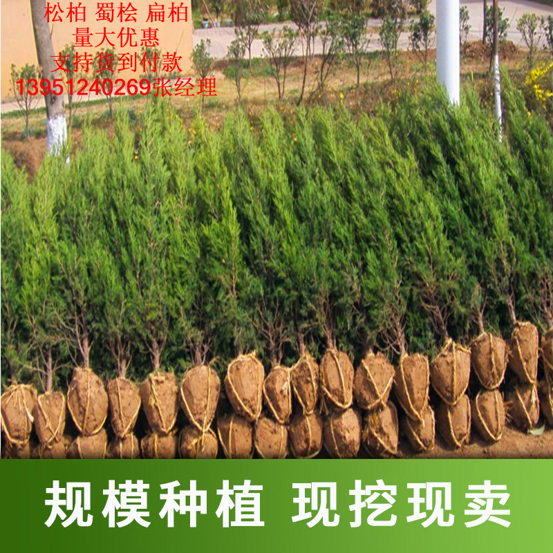 四季青墓地松 扫墓仿真树苗松树苗松柏侧柏桧柏柏树蜀桧宝塔松 龙