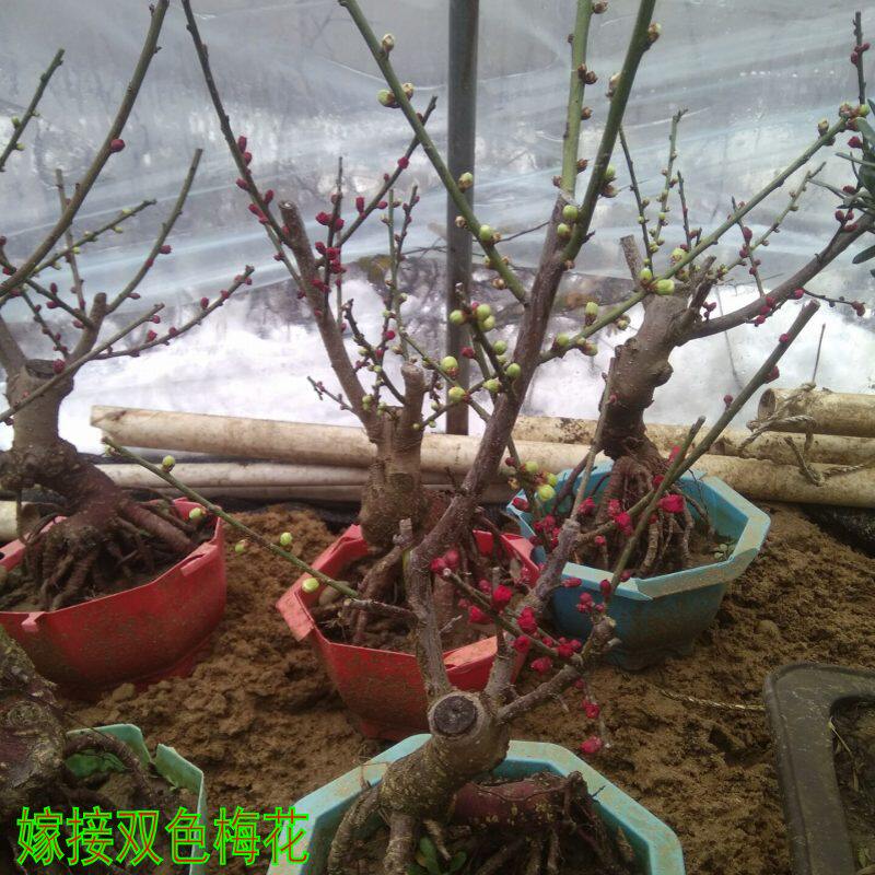 双色梅花树苗红绿梅室内盆栽种植带花苞发货当年开花一颗包邮