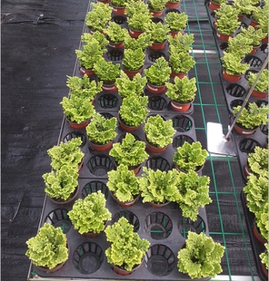 迷你花卉卷柏盆栽植物 九死还魂草 回生草 不死草　复活草 药草