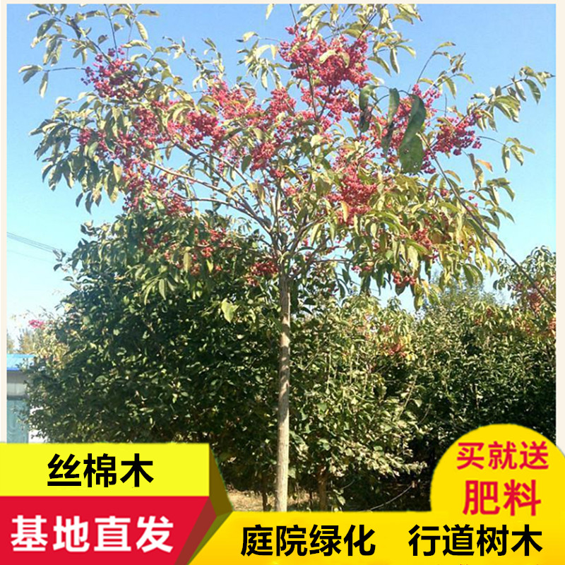 丝棉木树苗桃叶卫矛庭院路道工程绿化苗木明开夜合金丝吊蝴蝶砧木