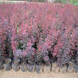 绿化工程苗花坛灌木篱笆树苗红叶小檗苗红叶小波紫叶小檗苗球状