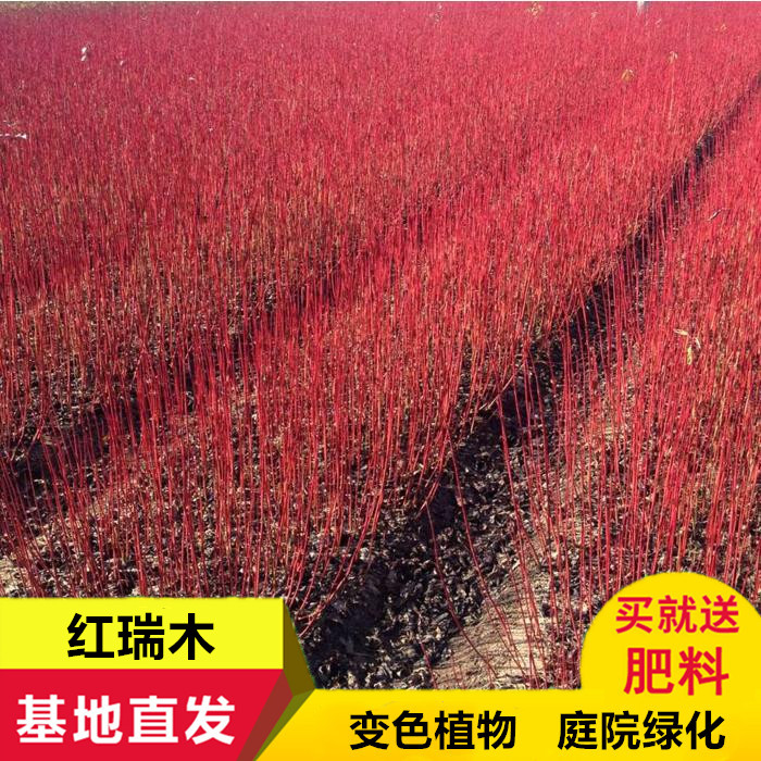 红瑞木树苗 红杆麻球 红柳枝条红梗木凉子木红瑞木小苗绿化工程苗