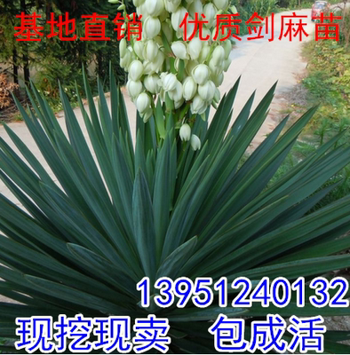 丝兰庭院植物绿化苗